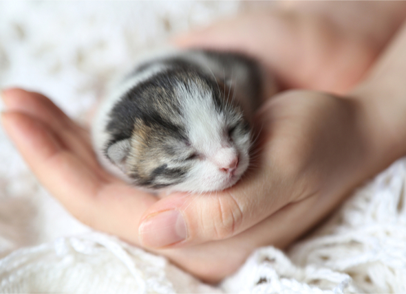 Newborn Kitten